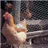 Chicken/Rabbit Wire 900 x 25mm (50M Rolls)